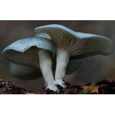 Мицелий Говорушки анисовой / Говорушка душистая (Clitocybe odorа)